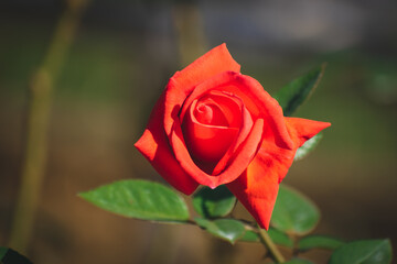 秋の薔薇