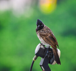 Indian bird bulbul and green bokeh background