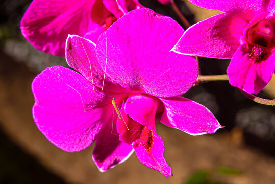 A mosquito is perched on a flower.