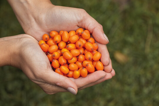 Top view of a woman hands holding sea buckthorn, hippophae rhamnoides, berries. Organic seeds rich in vitamin c in fingers of a person. Harvest of healthy juicy seeds.