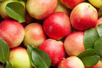 Ripe garden apple fruits