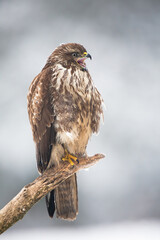 Common buzzard, buteo buteo, screeching on branch in winter nature. Wild animal with brown feather calling on twig in wintertime. Bird of prey with open beak in vertical composition.