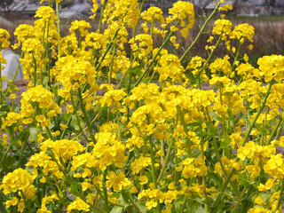 菜の花