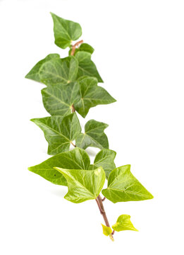 ivy plant in studio