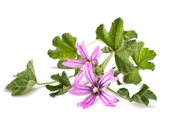 Malva sylvestris in studio