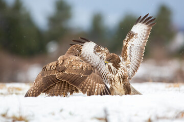 Two common buzzard, buteo buteo,s in battle on snow in wintertime. Aggressive brown animals standing on the ground with open wings against each other on snowy glade.