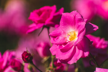 Obraz premium 秋の薔薇