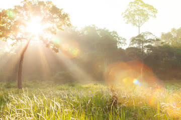 Bright sunrise shines on grass flowers fields.