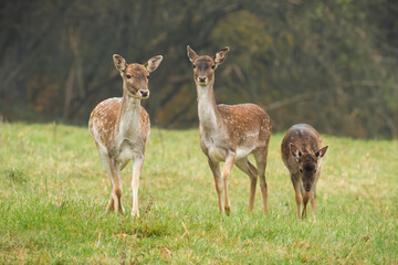 Three fallow deer, dama dama, walking on grass in autumn nature. Bunch of hinds going forward on green meadow in fall. Group of spotted female mammals moving on field.