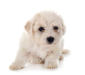 Bichon Frise in studio