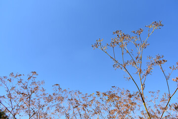 branches against blue sky