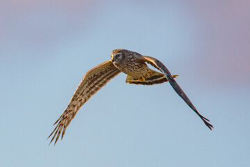 Hen Harrier Raptor Hunting