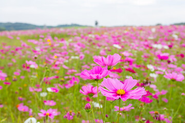 Fototapeta premium Fresh Gerbera flowers field, greenhouse