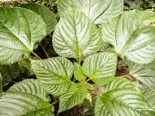 green leaves background