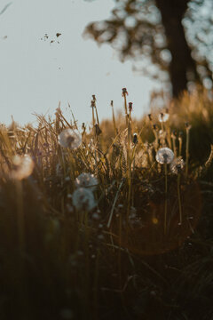 Spring photo of dandelions at sunset in macro. Beautiful contrasting light highlights this picture