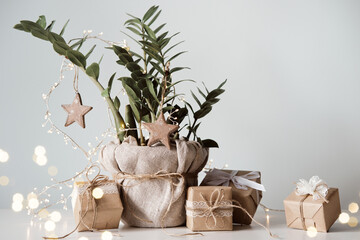 Houseplant Christmas tree. Gift boxes packed in paper, decorated with lace and twine. Eco Christmas...