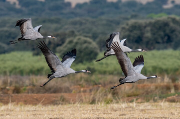 European Cranes Birds Migrating © Carl