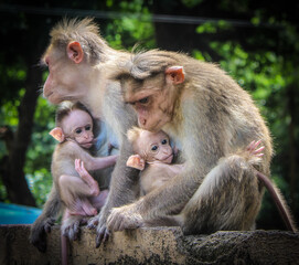 Fototapeta premium monkeys feeding the baby