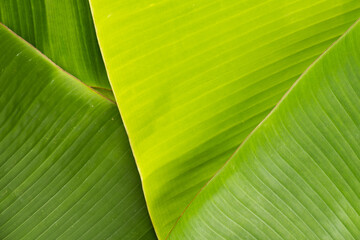 Tropical natural green banana leaves foliage for background element design