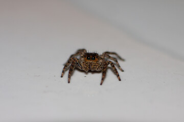 the gaze of the spider