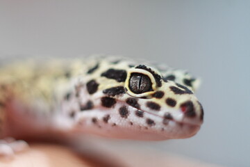 the gecko tangerine gaze