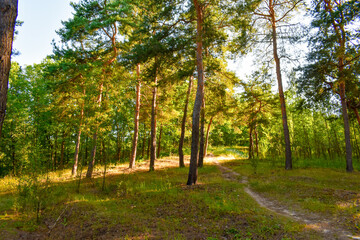 Sunny pine forest