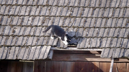 Biało czarny kot dachowiec na starym dachu