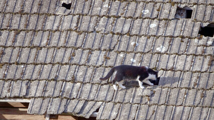 Biało czarny kot dachowiec na starym dachu