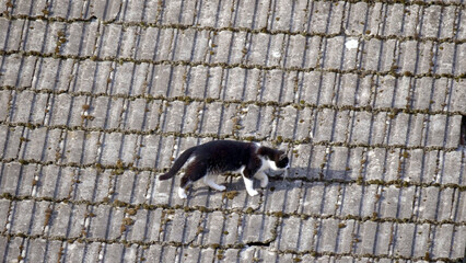 Biało czarny kot dachowiec na starym dachu - obrazy, fototapety, plakaty
