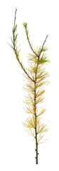 European larch, Larix decidua twig in autumn colors isolated on white background