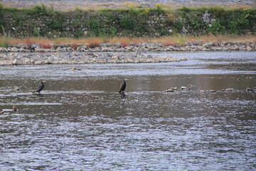 浅い川の中に突き出た足場で羽を手入れするウ(カワウ)２羽