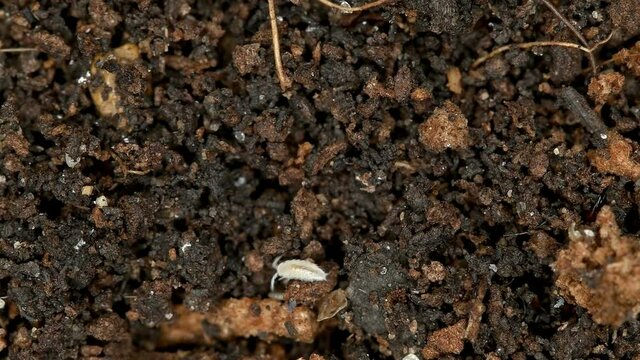 Inhabitants of the soil: soil mites, wood lice (Isopoda), Collembola. There are both pests and useful ones. Close-up