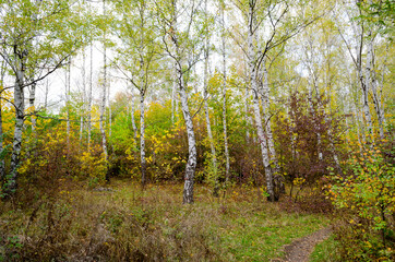 Obraz premium spring in the forest