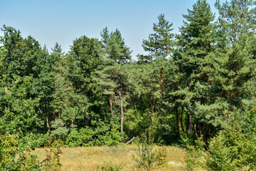 pine tree in the mountains
