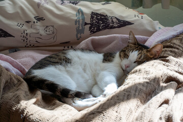 ベッドの上で眠る猫