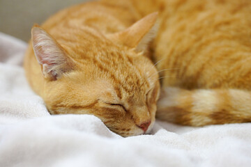 毛布の上で眠る猫