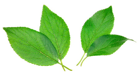 Naklejka na ściany i meble fresh plum green leaves isolated on white background. top view