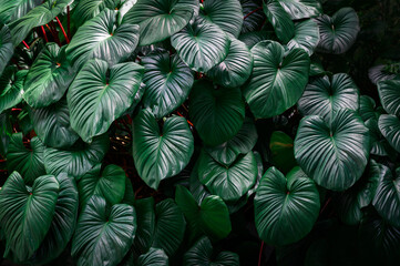 Dark green tropical leaves. creative layout made of leaves nature dark green background. Flat lay. Nature concept. Low key