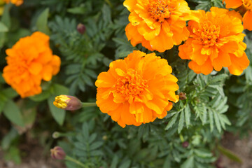 マリーゴールド
