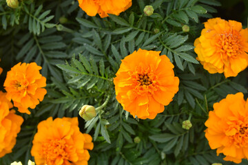 マリーゴールド
