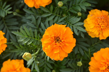 マリーゴールド
