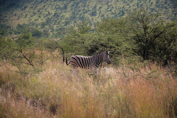 Fototapeta na wymiar View of Zebra standing in the bush and looking at the camera during Spring in Pilanesberg National Park, South Africa