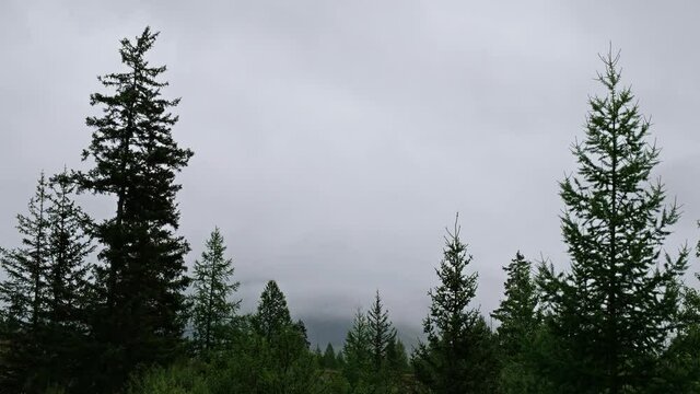 Time lapse video of morning fog in the Altai mountains.  Mist in pine mountain forest