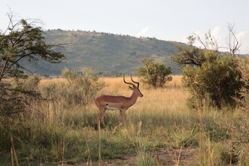 A lone male Impala antelope standing on the bushland during Spring in  Pilanesberg National Park, South Africa