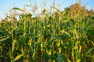 Obraz premium field of corn