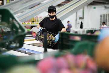 Focused diligent serious glad female worker wearing protective face mask working at fruit warehouse carrying box with mangos