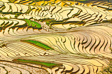 Y TY, LAO CAI, VIETNAM - MAY 9 2020: Ethnic farmers working on the terraced fields.