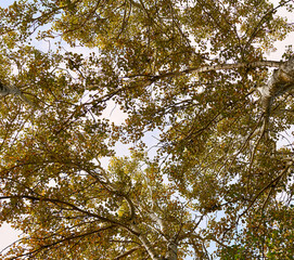yellow leaves in autumn on tree tops