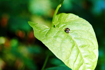 Single spotted ladybug sitting on a green leaf in the garden. Animals and insects in the wild