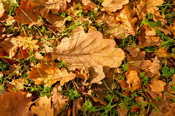 yellow leaves in autumn lie on the ground